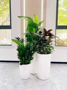 揭秘北仑绿植租摆设计，点亮生活美学空间！